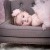 Precious Margo | Wolf_7Mth-8.jpg