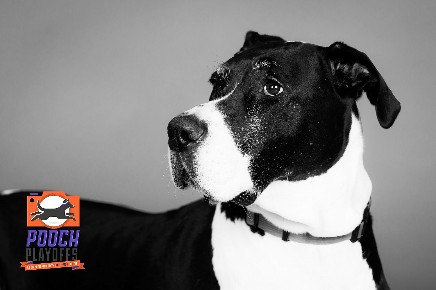 The 2021 Pooch Playoffs 