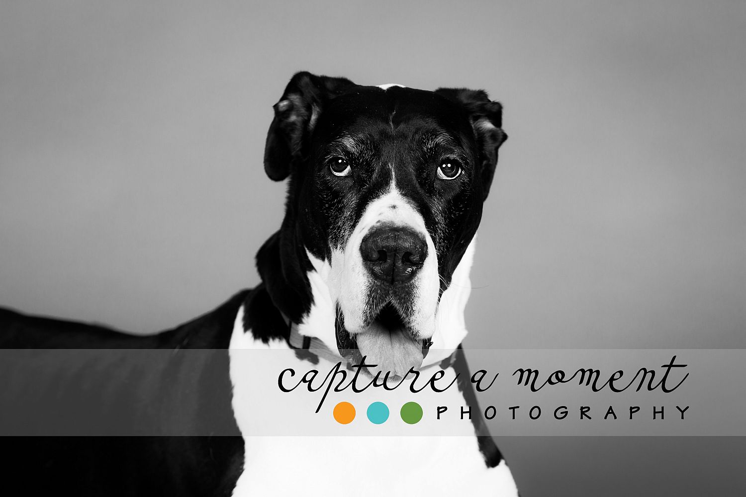 The 2021 Pooch Playoffs 