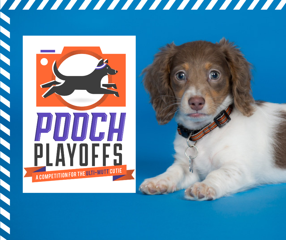 The 2021 Pooch Playoffs 
