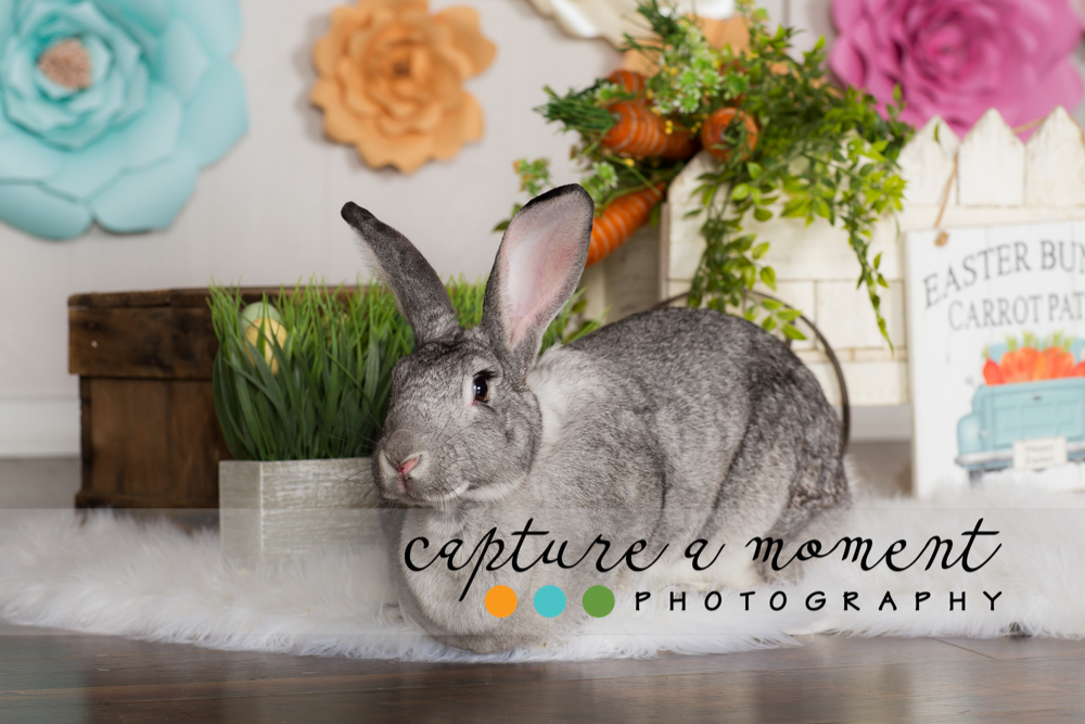 You Are My Sunshine Limited Portrait Event 