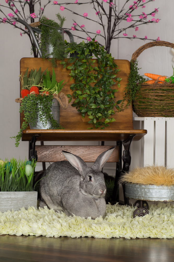 Easter and Spring Mini Sessions are Back! 